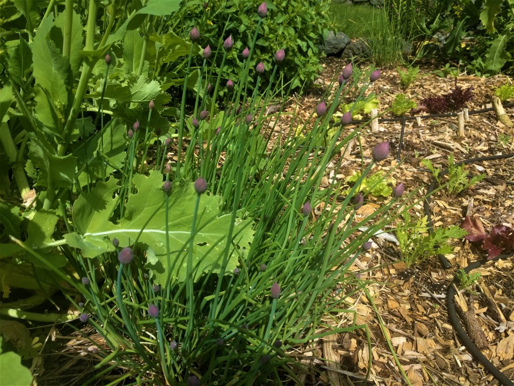 wellness garden, chives, greens