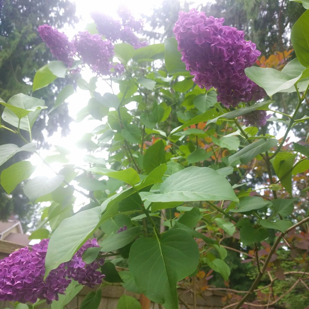 Lilac in my backyard!
